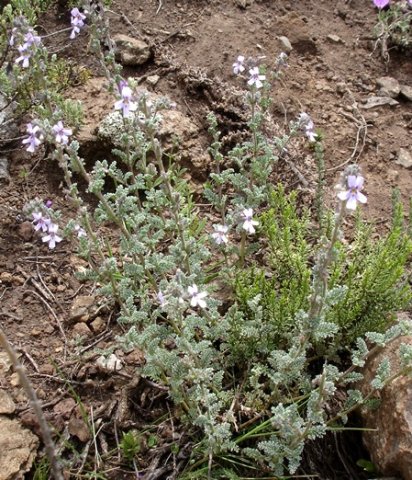 Jamesbrittenia pristisepala leaves